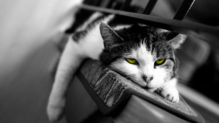 kucing, pewarnaan selektif, binatang, mata kuning, kucing, Wallpaper HD