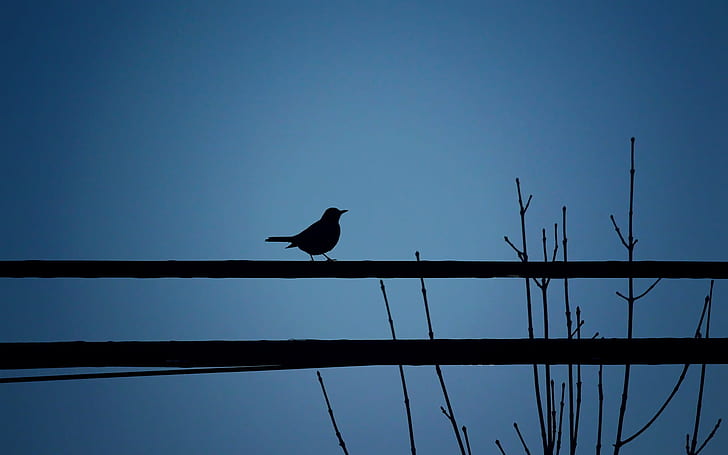 silhouette of bird on tree during nighttime, nighttime, Montreal  Quebec, Canada, City, Town, Night, Sunset, Dusk, Twilight, Dark  Nature, Landscape, Bird, Sky  Cable, Black, Simple, Minimal, Simplicity, Minimalist, Canon  eos  Rebel  T5i, 700d, Silhouette, Shadow, Horizontal, Tree, Branch, Vertical, Magic, Moment, View, Fauna, Animal, Flora, Contrast, Life, Composition, Monochrome, nature, wildlife, HD wallpaper