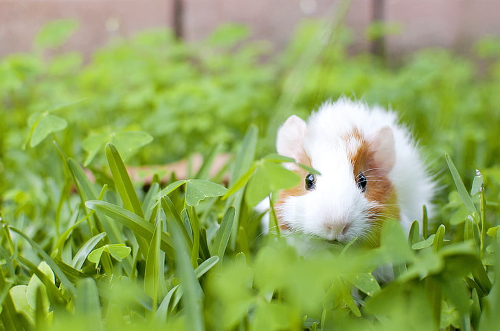 white and brown guinea pig, guinea pig, animal, rodent, grass, HD wallpaper
