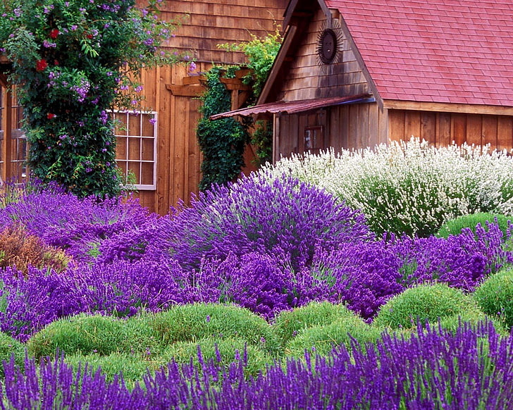 bed of lavender flowers, lavender, flowers, meadow, house, HD wallpaper