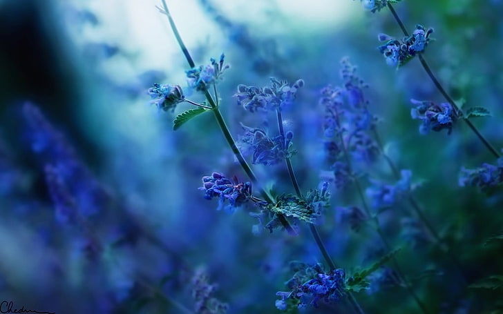lavender flowers, flowers, nature, depth of field, sunlight, blurred, blue flowers, HD wallpaper