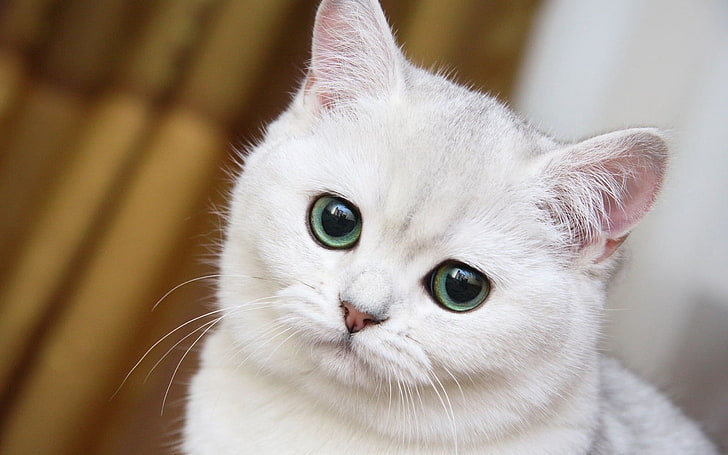 short-haired white cat, cute, white cat, muzzle, HD wallpaper