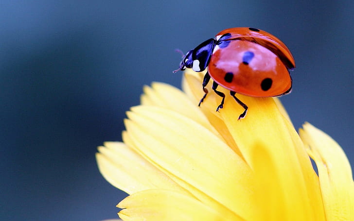 Insect close-up, ladybird, beetle, yellow flower petals, Insect, Ladybird, Beetle, Yellow, Flower, Petals, HD wallpaper