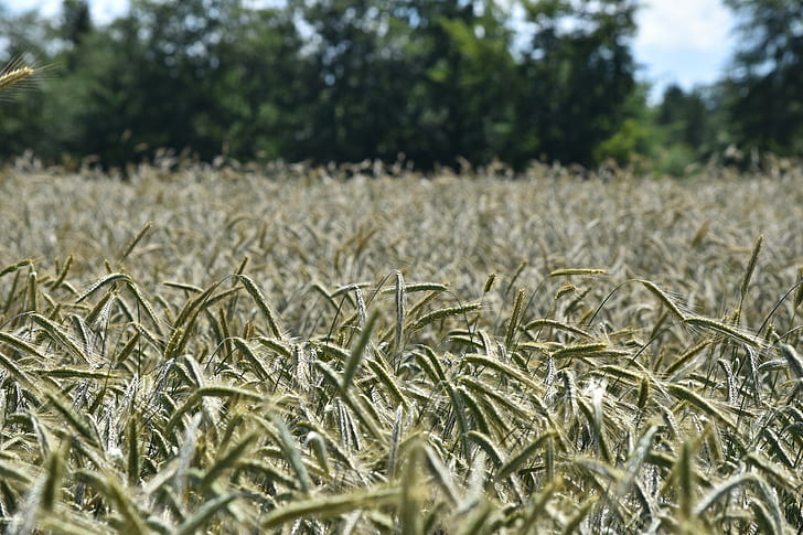 field, corn, nature, HD wallpaper
