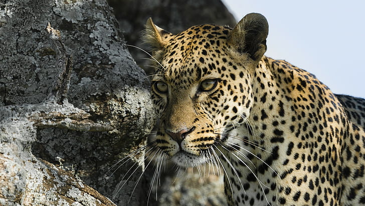 djur, natur, leopard, leopard (djur), HD tapet