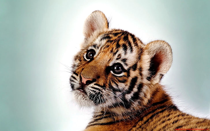 tiger cub, tiger, kitten, big cat, cub, predator, HD wallpaper