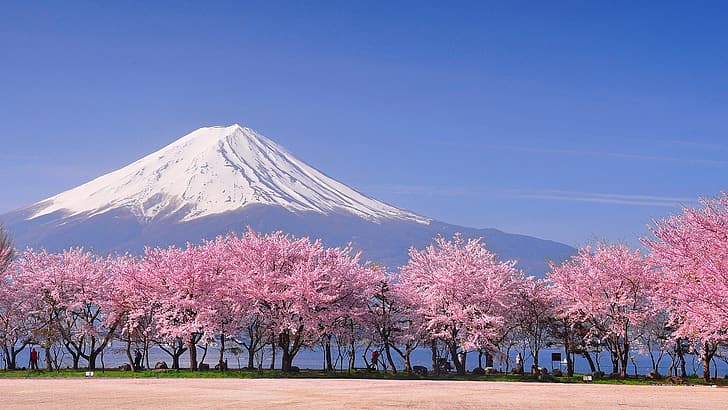 nature, paysage, ciel, montagnes, arbres, pic enneigé, fleur de Sakura, lac, Yamanashi, Mont Fuji, Japon, Fond d'écran HD