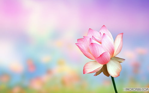 분홍색과 노란색 꽃잎 꽃, 꽃, 매크로, 식물, HD 배경 화면 HD wallpaper