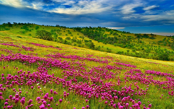 Природа Лето Луг Пейзаж с фиолетовыми цветами Лес Зеленые холмы с травой Зеленые дубы Голубое небо с белыми облаками Обои Hd 3840 × 2400, HD обои