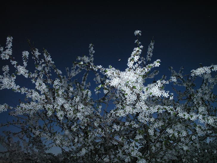 naturaleza, bosque, flores, cielo, luna, primavera, cielo nocturno, noche, tarde, Fondo de pantalla HD