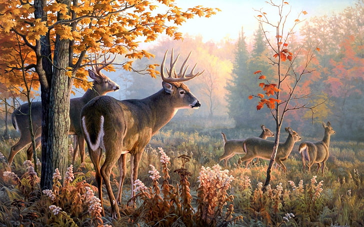 deer hd  1080p high quality, HD wallpaper