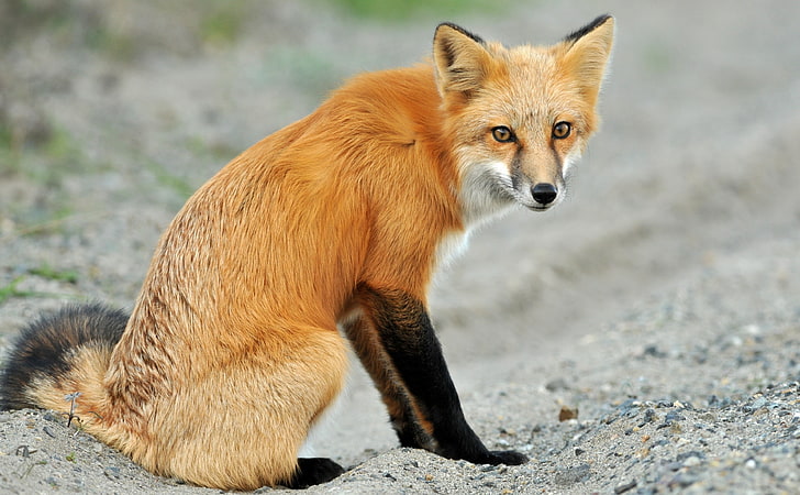 Red Fox, red fox, Animali, Wild, Vulpes, Washington, redfox, Sfondo HD