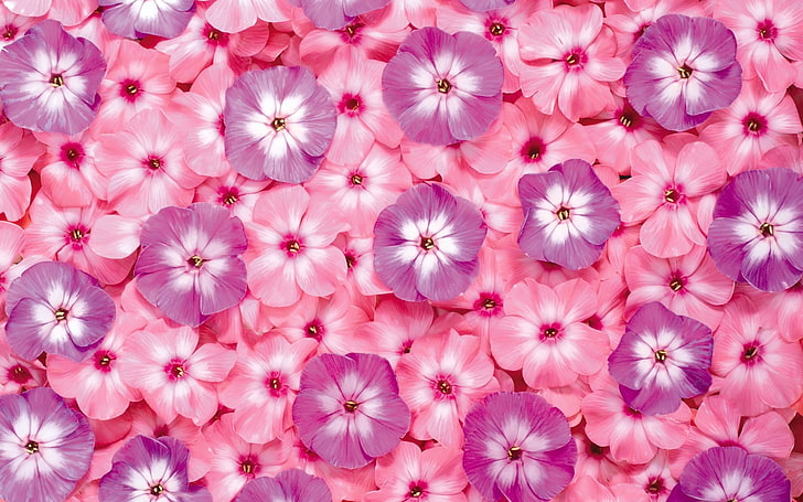 różowe i fioletowe kwiaty z płatkami, kwiaty, małe, jasne, różowe, fioletowe, Tapety HD
