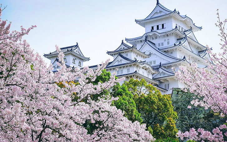 pagoda bianca e nera, castello, architettura asiatica, fiori di ciliegio, paesaggio, Castello di Himeji, Sfondo HD