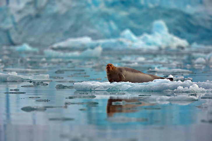 арктика, сугробы, сталкиваются, льдины, лед, пейзаж, океан, красный, море, тюлень, HD обои