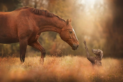 Incontro cavallo e cane, cavallo, cane, incontro amici, Sfondo HD HD wallpaper