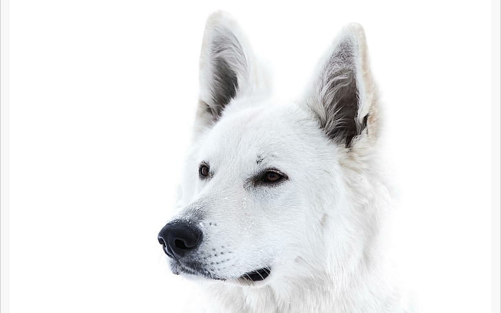 Perro blanco, encantador, juguetón, perros, cachorro, burbujas, cara, hermoso, lindo, animales, cachorros, perro juguetón, bonito, Fondo de pantalla HD