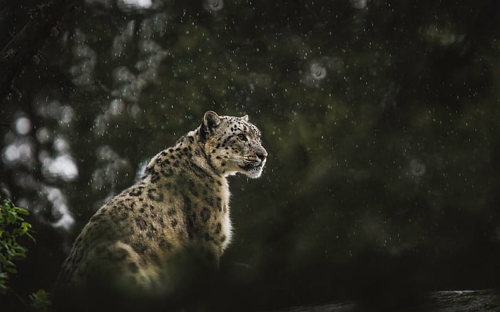 snow leopard, rain, leopard, animals, background, predator, blur, bokeh, cats, wildlife, big cat, HD wallpaper