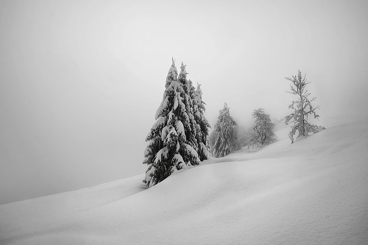 пейзаж, деревья, зима, снег, HD обои