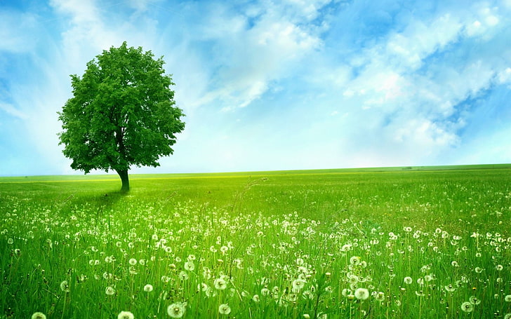 Trees, Tree, Dandelion, Earth, Field, Grass, Green, Lonely Tree, HD wallpaper