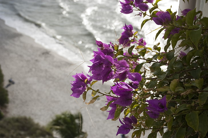 beach, bougainville, flowers, nature, purple, HD wallpaper