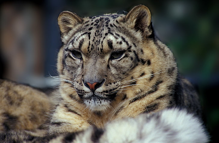 кафяв и черен тигров принт текстил, снежни леопарди, леопард (животно), HD тапет