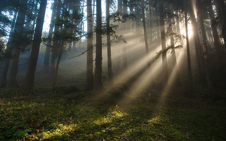 Fotografia krajobrazowa zielonych drzew w lesie, krajobraz, las, światło słoneczne, Tapety HD