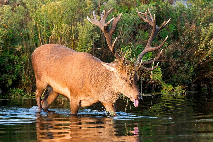 deer, horns, muzzle, pond, thickets, HD wallpaper