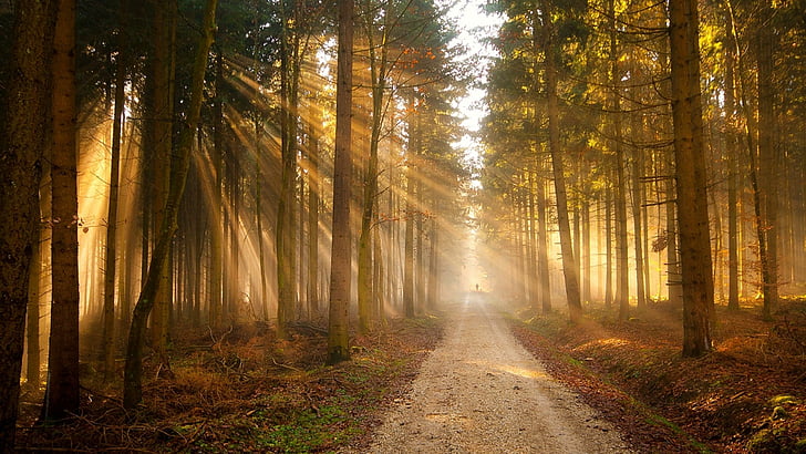 forêt, rayon de soleil, chemin d'accès, route, lumière, arbres, nature, bois, arbre, plante ligneuse, matin, lumière du soleil, feuille, automne, bosquet, Fond d'écran HD