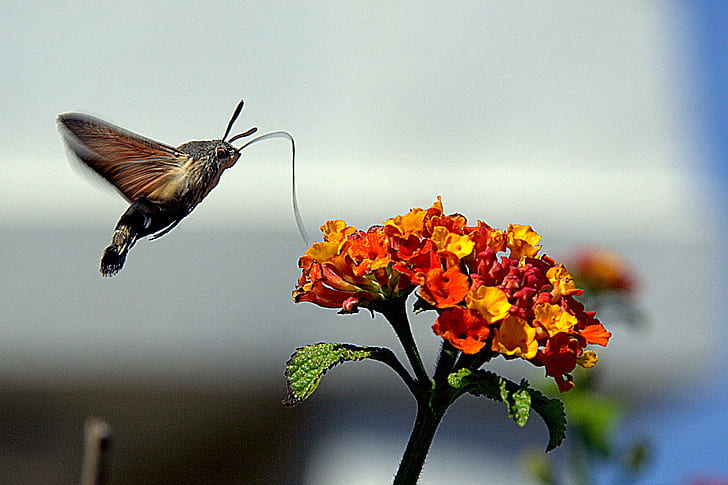 brown humming bird above yellow and red flowers closeup photography, macroglossum stellatarum, lantana, lantana camara, una, macroglossum stellatarum, lantana, lantana camara, una, esfinge, colibrí, Macroglossum stellatarum, una flor, de, Lantana camara, brown, humming bird, yellow, red, flowers, closeup photography, nature, animal, hummingbird, insect, butterfly - Insect, flower, animal Wing, HD wallpaper