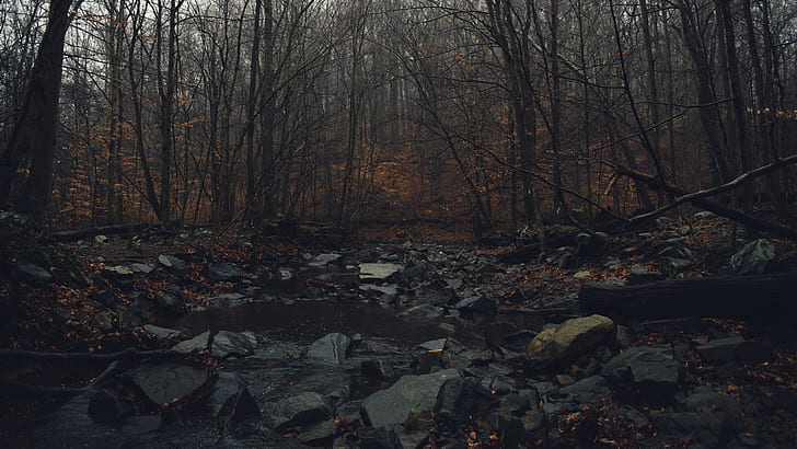 water, dark, forest, fall, gloomy, HD wallpaper