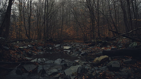 agua, oscuro, bosque, otoño, sombrío, Fondo de pantalla HD HD wallpaper