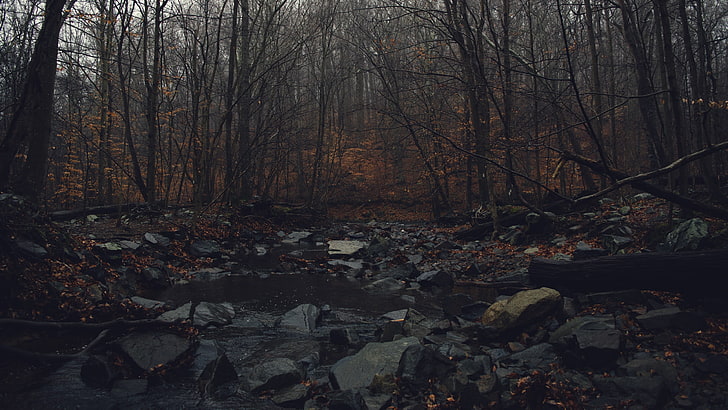 сива скална партида, пейзажна снимка на камъни върху гора, вода, гора, падане, тъмно, мрачно, мъгла, HD тапет