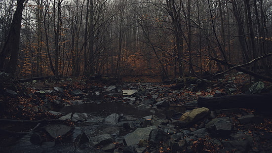 сива скална партида, пейзажна снимка на камъни върху гора, вода, гора, падане, тъмно, мрачно, мъгла, HD тапет HD wallpaper