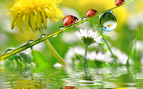 Nature Dandelion Chamomile Serangga Ladybug Musim Semi Hujan Air Desktop Yang Hd Wallpaper Untuk Ponsel Dan Komputer 2880 × 1800, Wallpaper HD HD wallpaper
