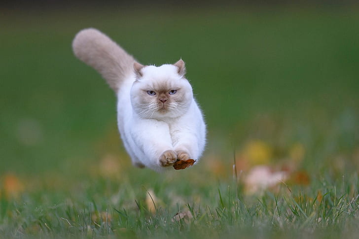 Sprung, Laub, flauschige Katze, HD-Hintergrundbild
