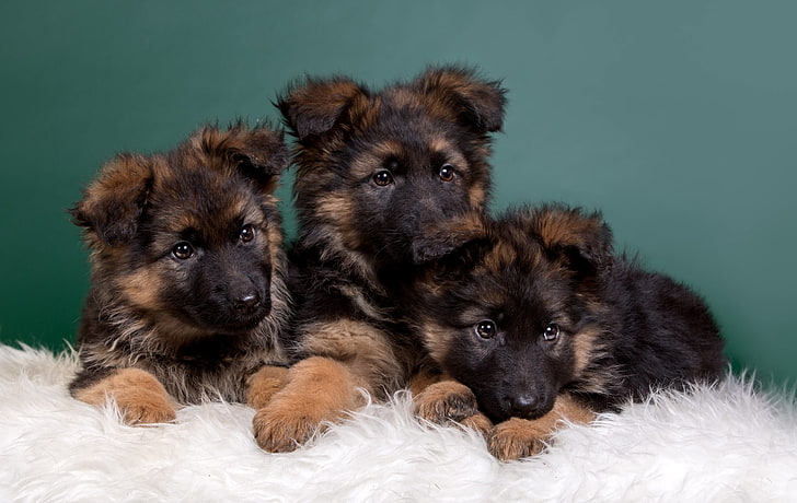 Three brown-and-black German Shepherd HD wallpapers free download |  Wallpaperbetter