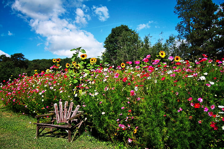 Garten, Bäume, Gras, Sonnenblumen und rosa Rosen, Bäume, Blumen, Garten, Gras, Sträucher, Stuhl, Kosmeya, HD-Hintergrundbild