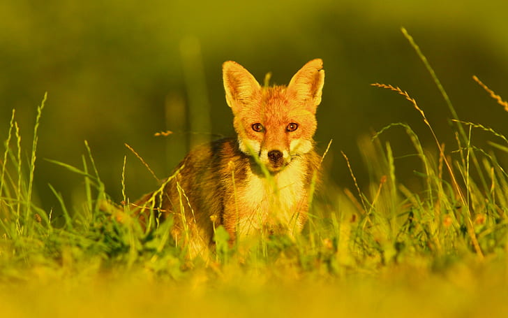 Red fox eyes, eyes, grass, fox, red, HD wallpaper