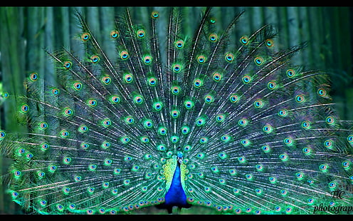 peacock, HD wallpaper HD wallpaper