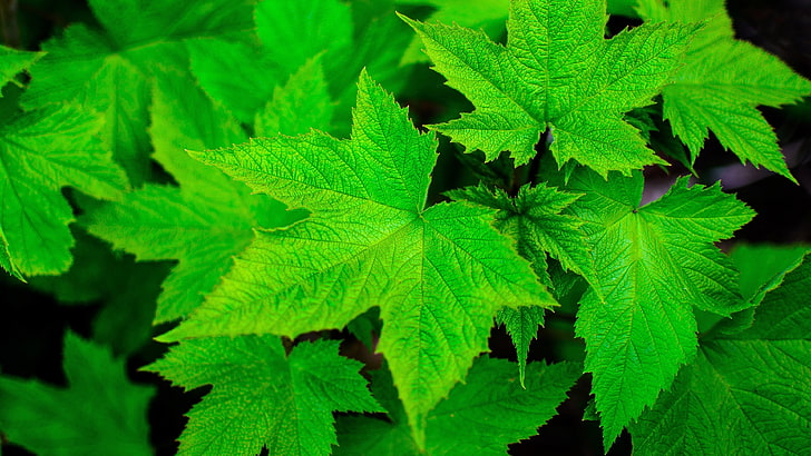 grüne Pflanze, Natur, Blätter, Nahaufnahme, Makro, Pflanzen, Grün, Ahornblätter, HD-Hintergrundbild