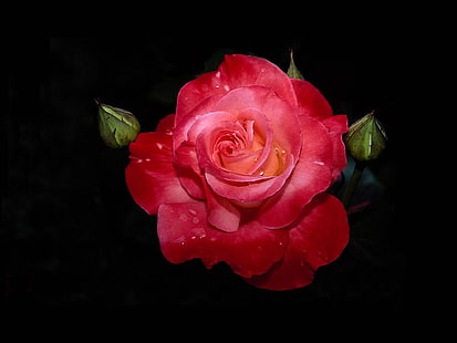 Rose, Flower, Red, Fresh, Love, Dark Background, rose, flower, red, fresh, love, dark background, HD wallpaper HD wallpaper