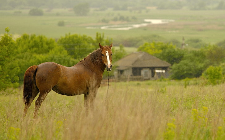 brun häst, häst, gräs, fält, äng, HD tapet