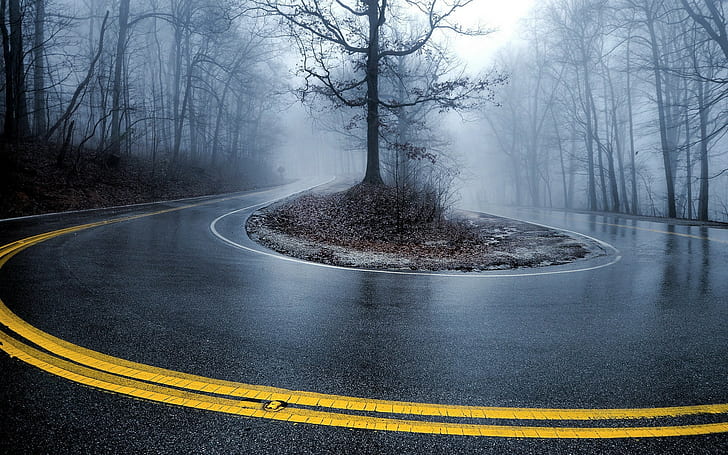 път, дървета, мокро, мъгла, Завой, контраст, 16:10, фиби завои, HD тапет
