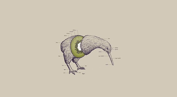 Engraçado, Pássaro, Plano de fundo, Kiwi Bird, ilustração de pássaro bicudo, Engraçado, Anatomia, Kiwi Bird, HD papel de parede