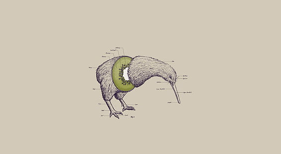 Kiwi Bird, illustrazione a becco lungo dell'uccello, divertente, uccello, fondo, anatomia, Kiwi Bird, Sfondo HD HD wallpaper