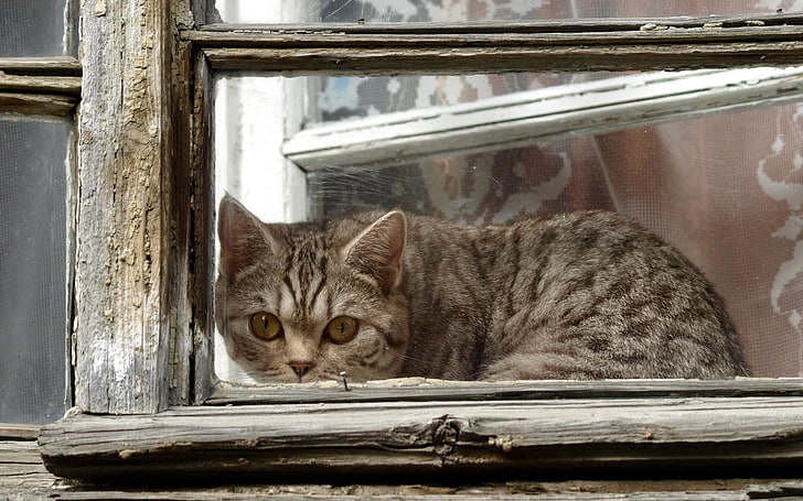 silver tabby cat, cat, window, frame, look out, HD wallpaper