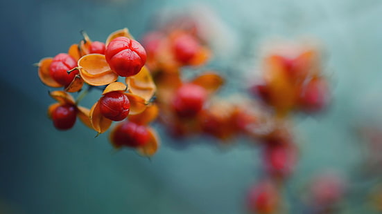 ديكور زهرة حمراء وصفراء ، طبيعة ، زهور ، ماكرو ، نباتات، خلفية HD HD wallpaper