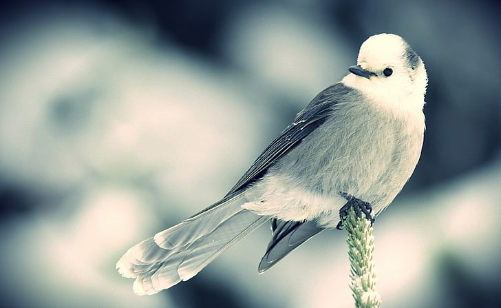 Petit oiseau blanc, oiseau noir et gris, Animaux, Oiseaux, Blanc, Oiseau, Petit, Fond d'écran HD