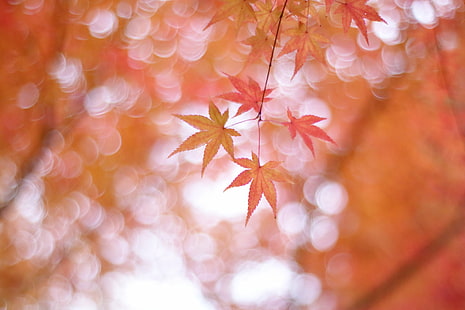 Maple leaf växt, Maple leaf, växt, momiji, Maple leaves, pastell, natur, ze, gnistrande, Japan, höst, blad, säsong, träd, skog, defokuserad, bakgrunder, gul, röd, utomhus, HD tapet HD wallpaper